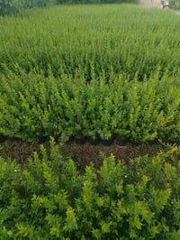 يتوفر ياس بسندان حجم ١٧  على من يرغب بالشراء الاتصال على الرقم ٠٧٧٦٥٦٩...