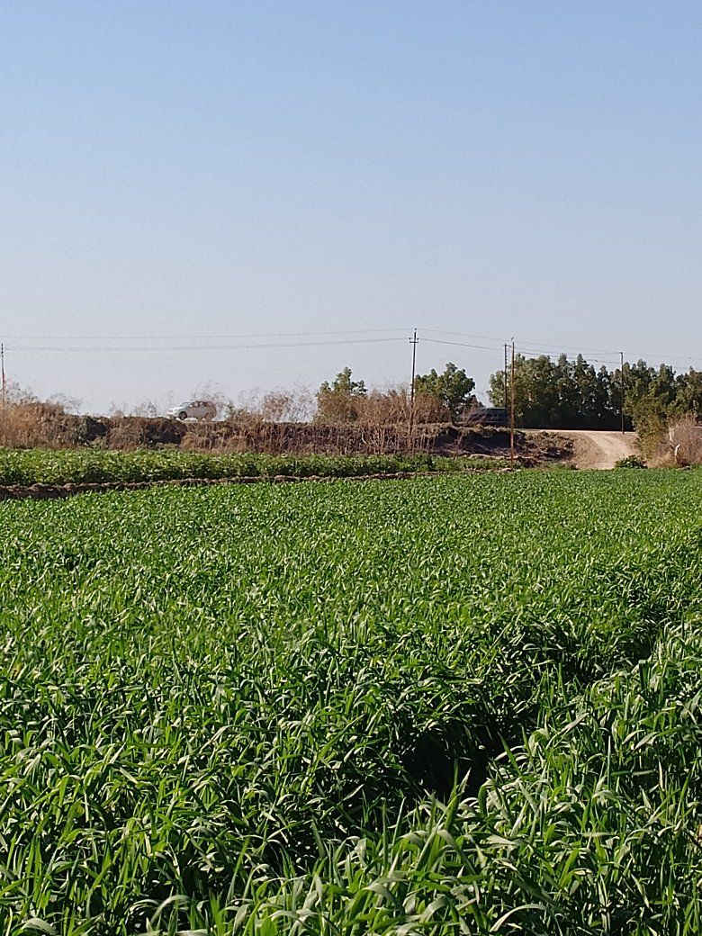 ارض زراعيه للبيع سند 25العزيزيه الدير ***********. ***********
