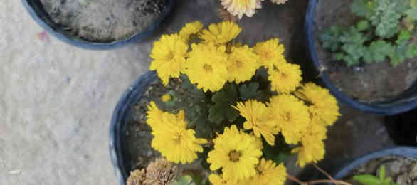 بيع كانت أنواع الورود و الشجار و المتسلقات الاتصال على الرقم ***********
