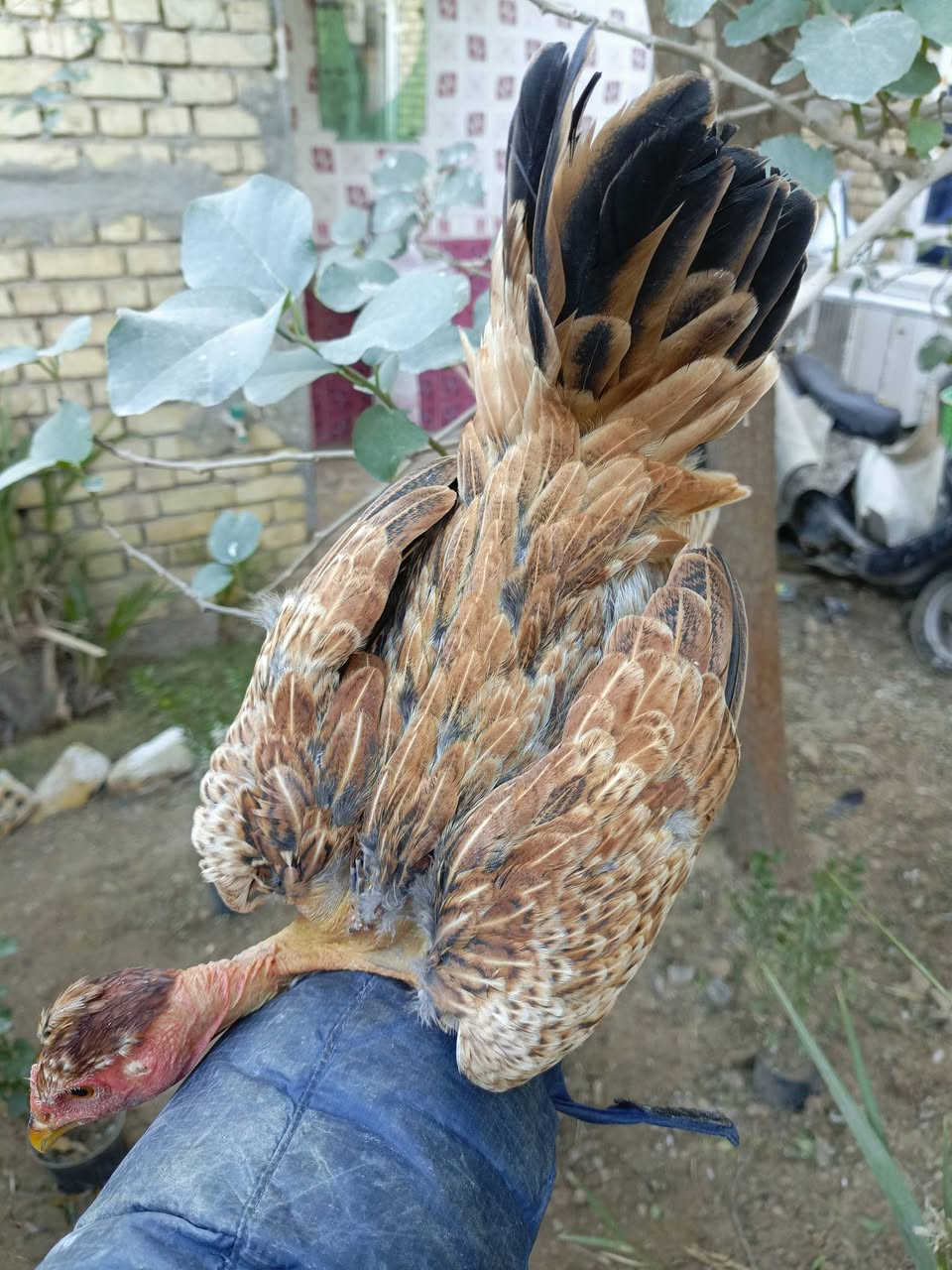 سلام عليكم دجاجه دندراويه  ام ركيبه عمر 6اشهر جاهزه للبياض حلوه كلش
صاحيه ونشطه 
مكاني العماره حي الحسين الجديد 
***********
