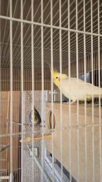 السلام عليكم
زوج كوكتيل منتج للبيع
النثيه بايد
الذكر شكري
منتجات 
ووياهم ذكر سلمون
مع قفص كبير و عش
المكان بغداد العامريه
السعر ١١٠ وبيه فرق بسيط 
للتواصل اكتب تم واراسلك على مسنجر أو على واتس
***********
