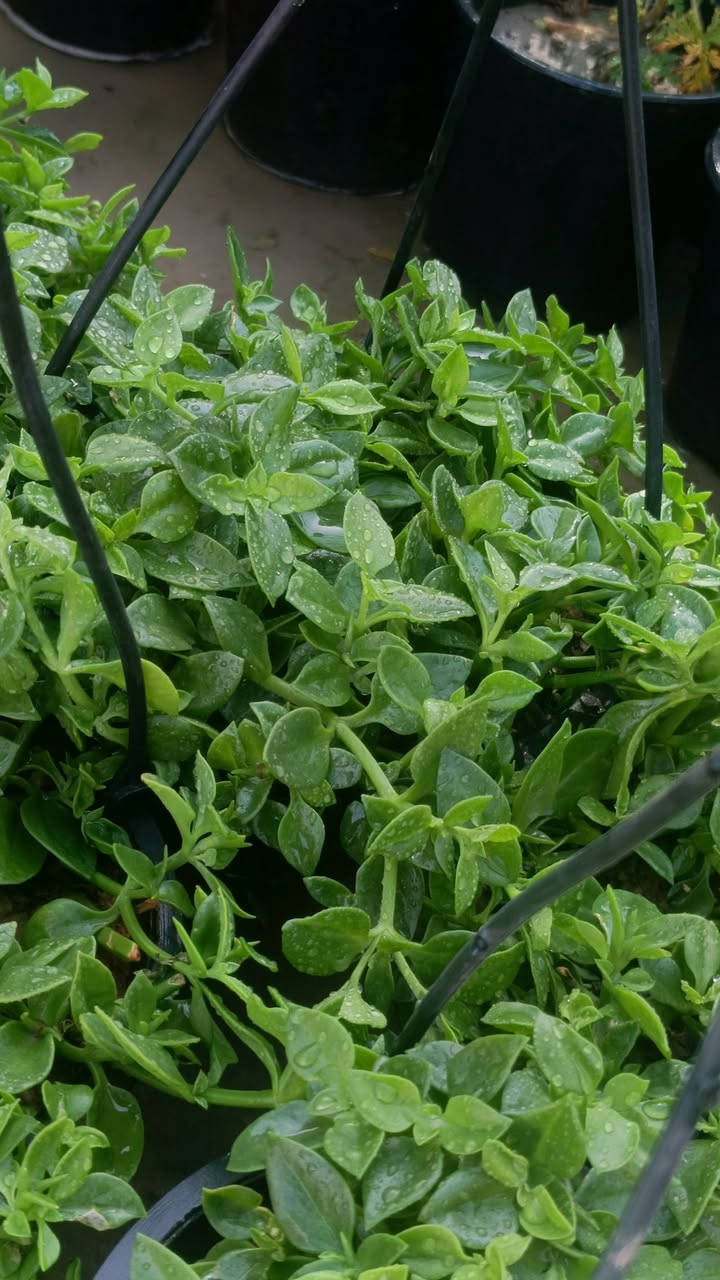 صباح الخير
مجموع من نباتات تعليك    الحجز محسن كاظم  
1+مكحله 
2+تراجي العروس      السعر 5,000 دينار
سريع تكاثر 
 (✪‿✪) (✪‿✪) (✪‿✪) (✪‿✪) 
العنوان مشتل كوت فلكت الحاوي قرب مجمع دمشق الطبي مقابل مدرسه التعليم الاساسي مشتل سماء الكوت


**إذا كنت صاحب هذا الإعلان وتريد حذفه لأي سبب، رجاءا أرسل رسالة إلى الدعم الفني**