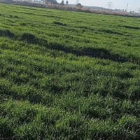 أرض زراعيه • ٢٥ دونم • طابو زراعي