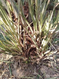 فسائل زهدي و تبرزل سعر الفسيل عشر الاف 07774954075