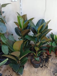 مطاط • ديكور • حديقة