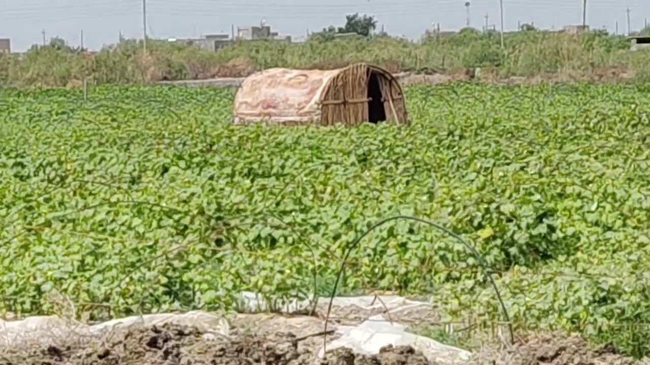 سلام وعليكم أرض زراعية لل بيع منطقت الخنزيري شارع مدينه جبايش قربيه عل شارع المشايه قريبه عل صيطره الخنزيري مدرسه ابتدائيه كهرباء 4 خطوط ضغط عالي  أرض عقد زراعي مرتسم زراعى مقاطعه 53 اتصال عل رقم *********** غير متواجد عل نت بسبب نت اتصال هاتفي مع رقم مساحت الارض بيع من 7
دونم الا 6 دونم سعر دونم 7 و500 عل شط الفرات @إشارة
