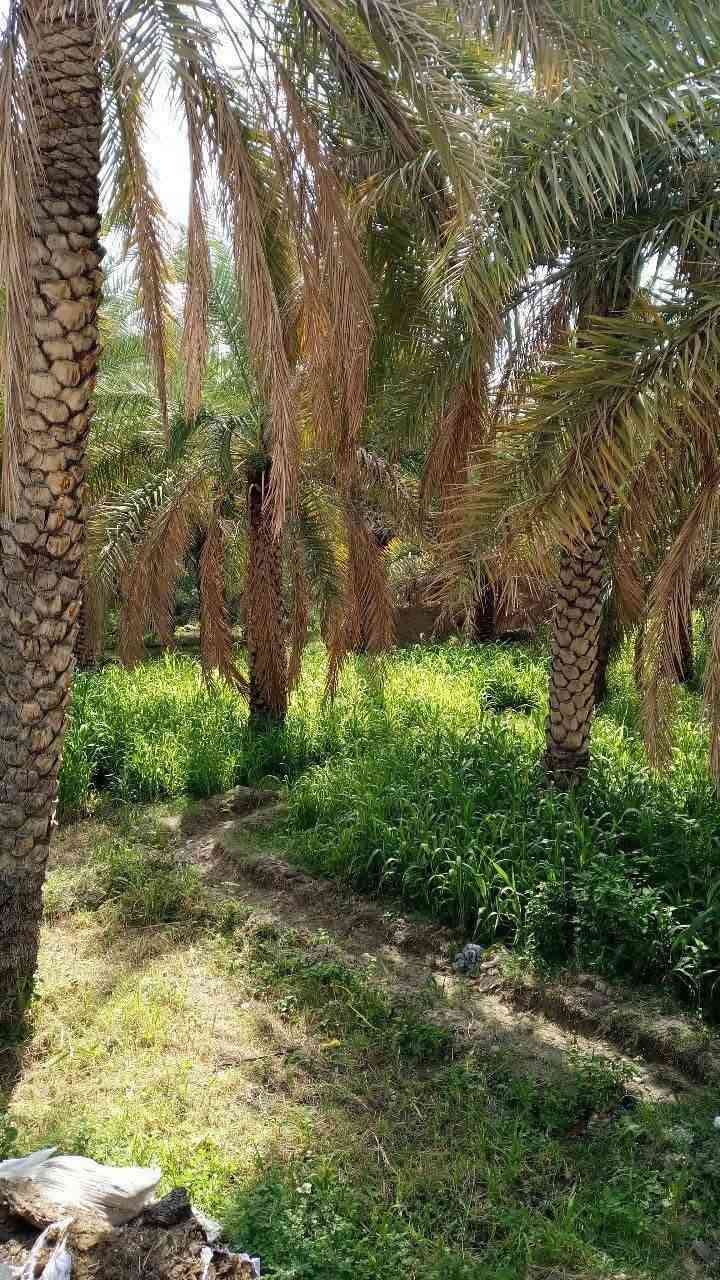 ارض زراعية للبيع عله طريق السنيه الدوانيه جهت الزوار بستان اربع دوانم ونص معه بيت جديد جاهز من كلشي ع الشط القديم إله وجهيه ٦٥ متر وجهيته ع التبليط الفرعي انواع الاشجار بي  تبليط بابه كهرباء وماي اساله وماطور ماي ع الشط إله تين حمال بي نخل حمال درجه تفاح حمضيات تعال وشوفه بعينك مروس عادي طابو زرعي ٢٥ سند *********** مقابيل معمل الألبان ***********
