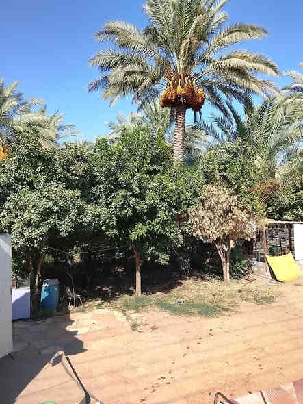 للبيع مزرعه في منصوريه الشط الركة مساحه ٣ ونص دونم و٣٥٠ متر  عقد (١١٧)مخدومه كامله الأشجار المثمرة والتمور مع ملحقات صاله ومطبخ وحمام ومولدة ومسقى ماء 
 التفاصيأكثر الاتصال ***********
