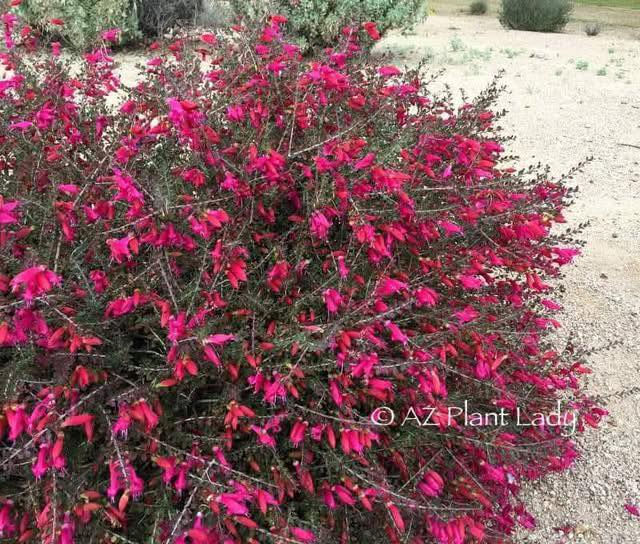 مشتل بيروميا  🌿
توفرت شتلات الفوشيا الأسترالية 🌺🔥
Eremophila decipiens
💰 السعر: 10 آلاف
📏 الارتفاع: من 70 إلى 85 سم تقريباً
🚚 التوصيل: متوفر لجميع محافظات العراق

✨ المواصفات:
✔ أزهار أنبوبية مذهلة بألوان متدرجة بين الأصفر والبرتقالي والأحمر 🔥
✔ شجيرة دائمة الخضرة وكثيفة النمو
✔ تتحمل الحرارة والجفاف بشكل ممتاز
✔ تتحمل الصقيع الخفيف
✔ تزهر بالصيف بشكل غزير وجذاب
✔ مناسبة للحدائق المنزلية والأصص والتنسيق الخارجي

🌱 الفوائد:
من أقوى النباتات المتحملة للظروف القاسية، سريعة النمو، قليلة الصيانة، وتجذب النحل والطيور النافعة. تعتبر بديل ممتاز وأكثر جمالاً من نباتات التحديد التقليدية مثل حارس تكساس.

📞 للطلب والاستفسار: ***********
🔥 نبات فاخر… تزهير ناري… وجمال يميز حديقتك.
