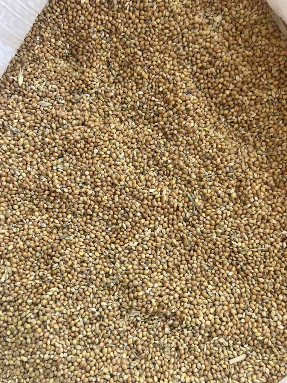 #متوفر_دخن_عراقي_للزراعه 

#متوفر_دخن_مستورد_روسي_اعلاف_للطيور 

باسعار مناسبه جدا 

جمله _ مفرد 

المكان : ذي قار _ الفجر _ مقابل اسواق نصير خشان 

للاستفسار 

***********
