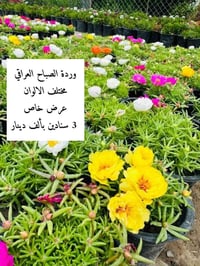 الرمادي الانبار • قرب شارع خاشع • واتساب