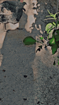 متاح تك فحل فسيفس عرب اصلي وخشن وزنه 9الا10كيلو ما اعرف مكاني بغداد تاجي غرب سيطرة الشون سعره 90بي مجال بصيط حك الجيه ***********
