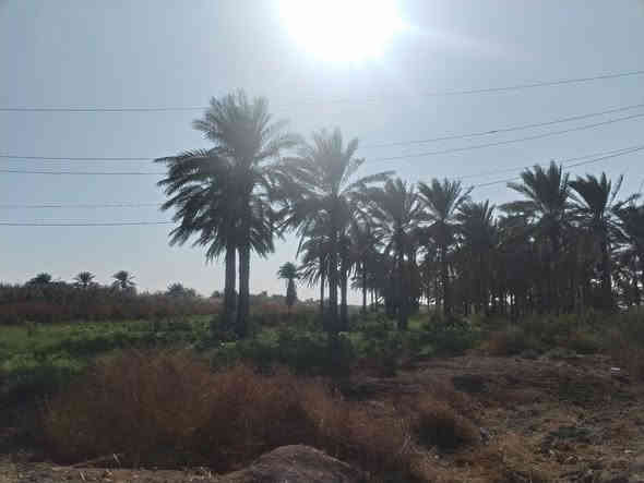 تحطــيــم.. وتفليش...الاسعار.... وابسعار ارخص من السسسسوك وبلاش. وفقط عند القيسي وبس..... 

دوووووانم للبيع.... 6دواااانم طابووووو زراعي وعلى الشارع الفرعي. على طريق سدة محاويل.... شارع اولاد الكلظم.... وتوجد فيها كافة الخدمه.... وعلى التبليط. وتجي وشوف بنفسك افضل... 

ومخدومة.... وتوجد فيها. نخل اكثر من 60نخلة... السعر الدوووونم الواحد 20مليون... وبي مجال... اي استفسار اتصل ***********

***********

لسنا الوحدين ولكننا الافضل
