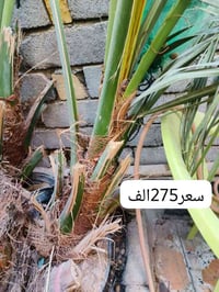 فروخ برحي • ناحية هوير • قضاء المدينه