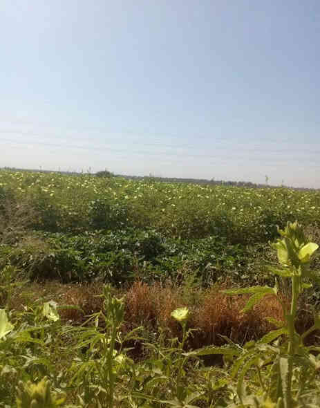 سلام عليكم يالله متاح بذور بانيه بتره درجه أوله متعهد من كلشي عليه وه ايضن يوجد بذور لوبيه بيادر درجه ثانيه هم متعهد من كلشي عليه ملاحظه الصور الي نبات نفسه/ المكان محافظة بابل /قضاء القاسم ع/منطقة الجربوعيه الشراي يتصل على الرقم التالي  ***********  خاص ماه اجاوب اتصال عله الرقم او اتصال واتساب فقط والشراي بي خير ويدلل تاريخ المنشور 2025/11/4 الكميه مفتوحه
