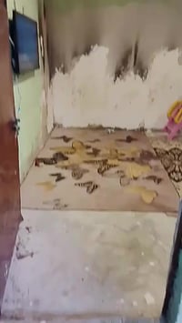 عسلام عليكم بيت تجاوز مسقط قرب بانزيخانه  نظيف فقط غرفه عوزها صبغ كامل...