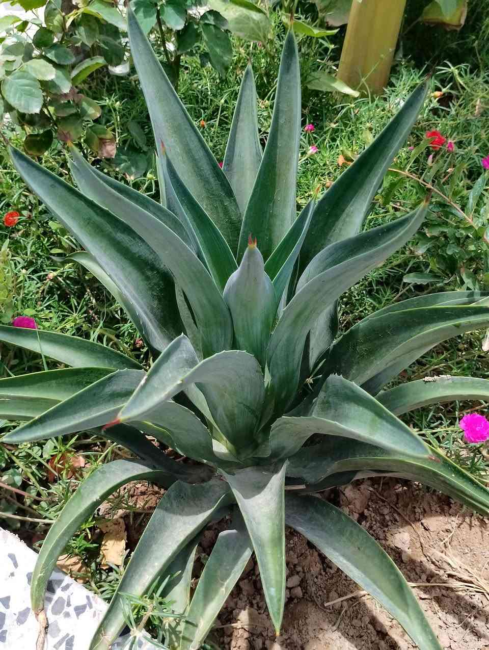 السلام عليكم 
توجد لدينا بعض من الاشجار نباتات الزينة والصباريات والعصاريات وبإسعار مناسبة 
النباتات المتوفرة هي :
- ورد الصباح العراقي الدائمي جميع الالوان
- ورد البربين 4 الوان 
- نبات الهيل 
- دمعة الطفل 
- كلانشو بيناتا نبات عصاري 
- فك التمساح نبات عصاري
- نخيل واشنطونيا 
- جهنمي متسلق 
- جهنمي شجري
- صبار الاوبونتيا 
- زمبق المطر 
- ورد المينا او ام كلثوم 
- صبار شمعدان 
- شحيرة شوارب الملك
- صبار اليوكا اجاف
- مظلة المرور 
- شجرة الحنا ( الحنة )
- تفاح ابراهيمي 
- دم العاشق 
- لالة عباس او ورد المساء 
- شجرة النار ( ورد دائمي)
- بتونيا الصحراء لون بنفسجي ووردي 
- بتونيا الصحراء القزمي لون ورد
- متسلق ست الحسن 
- ورد الموز ( الاحمر والاصفر )
- تكي كندي 
- تين تركي 
- ورد جوري سلطاني عطري
🌸🌹🌸🌹🌸🌹🌸🌹
توجد خدمة توصيل داخل قضاء الفجر للطلب مراسلة الصفحة 👍


**إذا كنت صاحب هذا الإعلان وتريد حذفه لأي سبب، رجاءا أرسل رسالة إلى الدعم الفني**