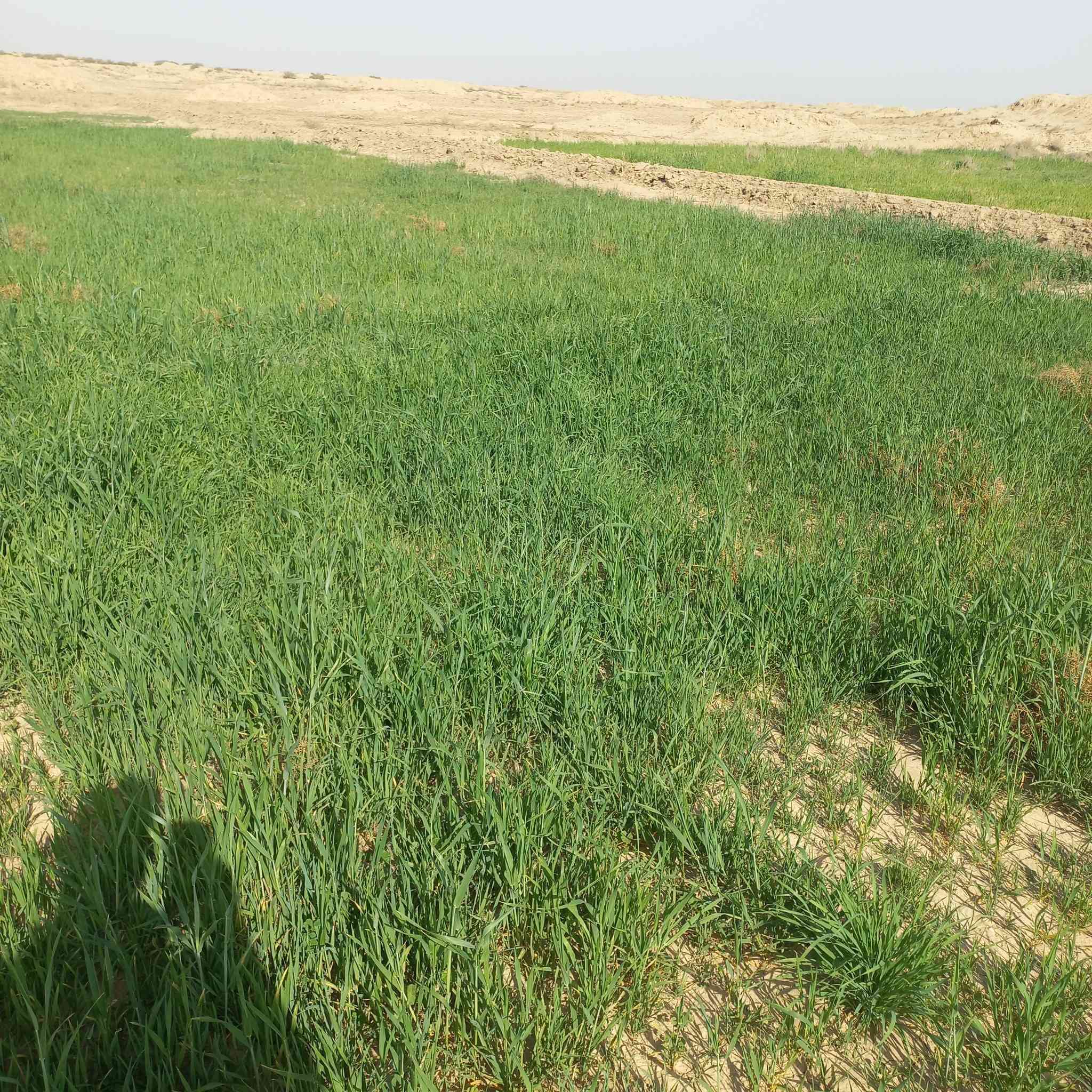 السلام عليكم زرع للبيع العنوان البدير قريت بولان الرقم *********** ***********
