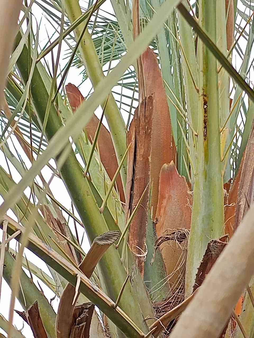 للبيع طلع فحل غنامي في قضاء المدينه ***********
