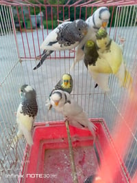 ١١ قطعة • سعر مناسب