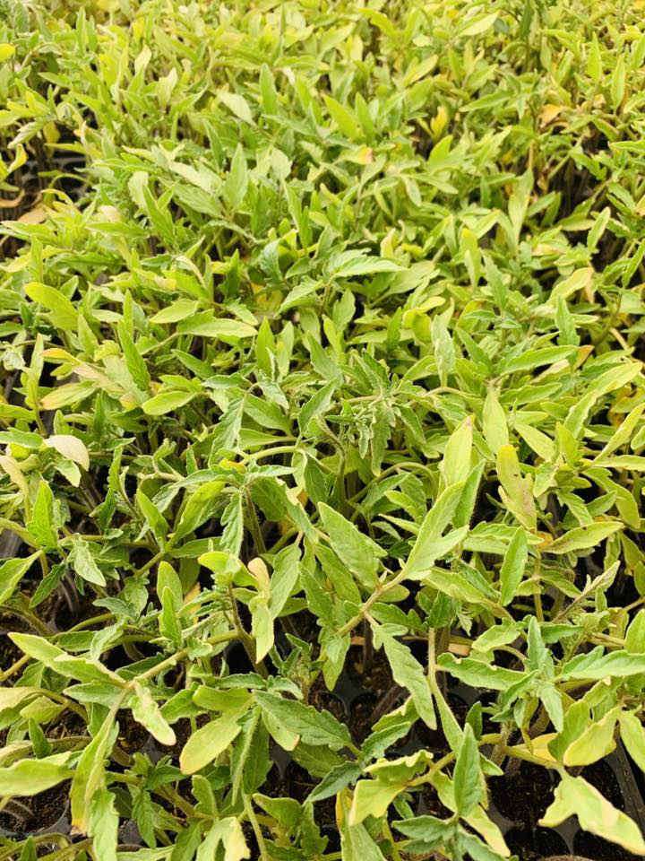 سلام عليكم يوجد طماطه دائرية درجه نوع دجله  لاتصال  على***********
