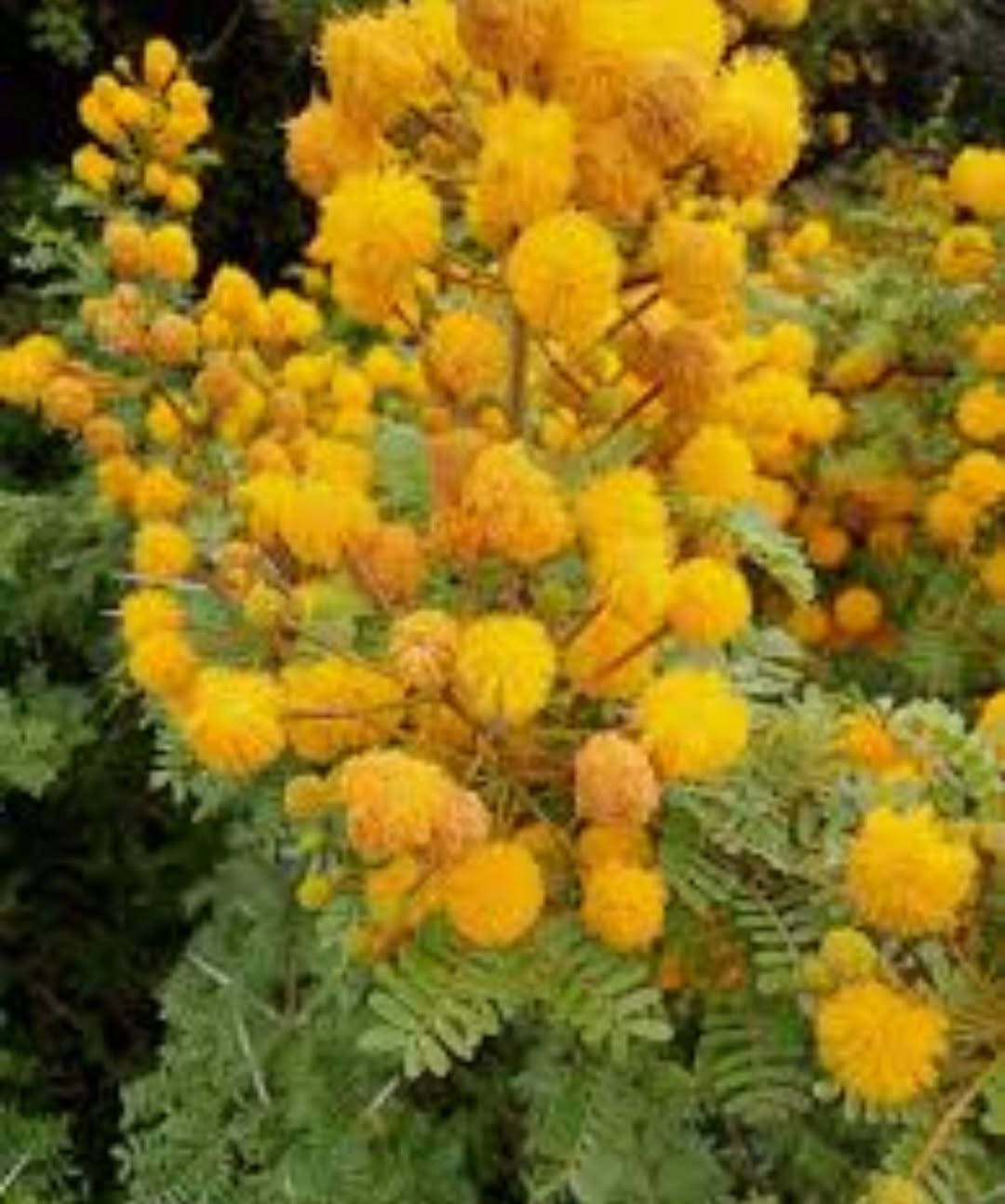 السلام عليكم 🍀🍀
🌱 متوفر لدينا بذور ست الحسن الأبيض ..
 وبذور طلح الفتنة العطري 🌱🌼🌼
🍄 ست الحسن الأبيض نبات متسلق سريع النمو، يتميز بأزهاره البيضاء الجميلة ذات الشكل البوقي، ويمنح الحديقة منظراً أنيقاً وجذاباً. مناسب للأسوار والأقواس والجدران، سريعة  النمو مع العناية الجيدة.
🍄 طلح الفتنة العطري شجرة زينة مميزة تتحمل الحرارة والجفاف، تمتاز بأوراقها الخضراء الجميلة وأزهارها الصفراء العطرية ذات الرائحة الزكية، وتعد خياراً رائعاً لأصحاب المناحل  🐝🐝🐝
✅ بذور ذات جودة عاليه ✅ مناسبة للأجواء الحارة. ✅ إرشادات للزراعة والعناية متوفرة.
📞 للتواصل مراسلة الصفحه او واتساب على الارقام التاليه 
***********
***********
سعر المغلف 1500
🔷متوفر اسعار جملة ومفرد .
🔷متوفر توصيل لجميع محافظات العراق .
الناصريه ..قلعة سكر..

