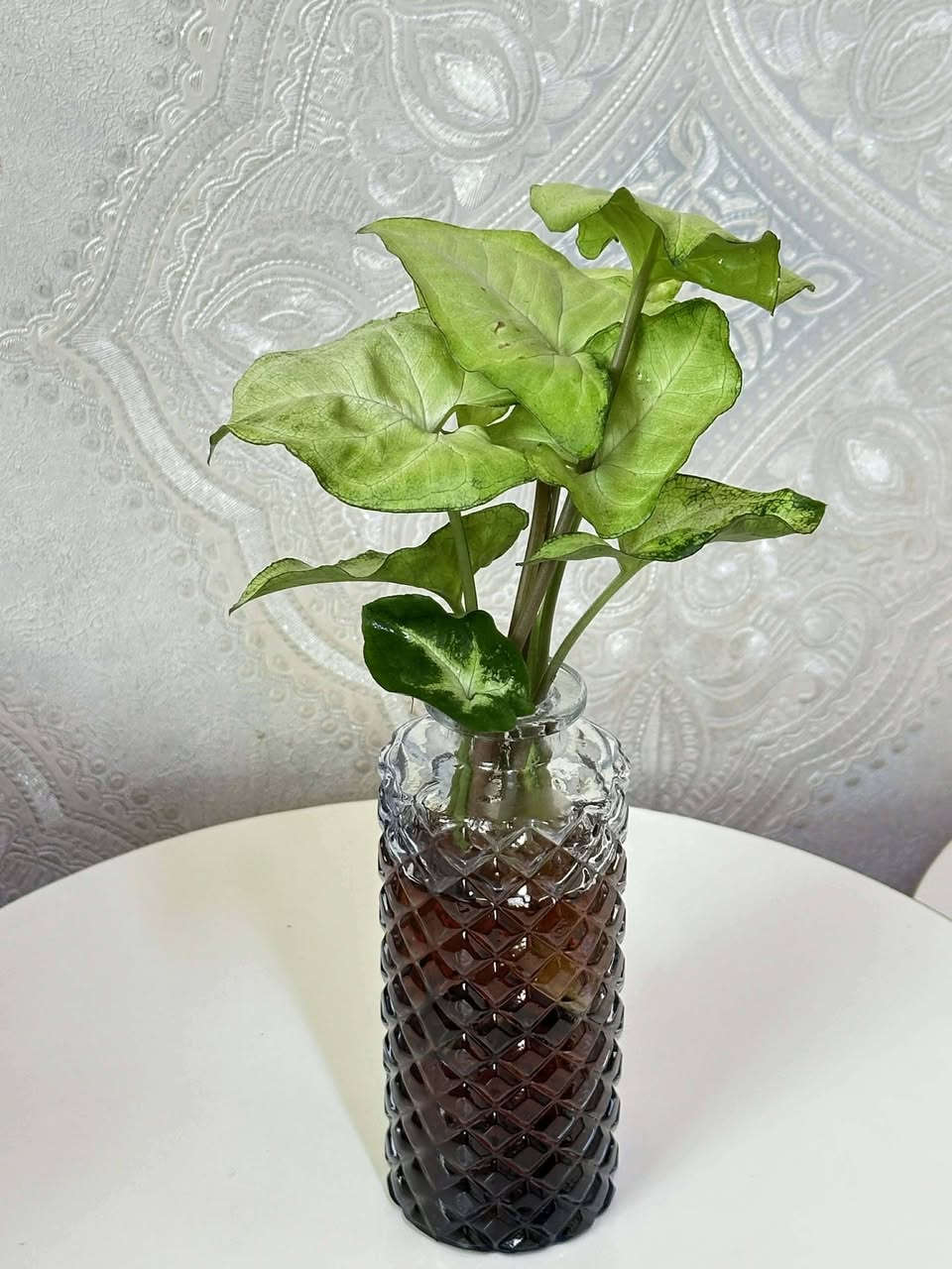 قوارير كيوت زرع طبيعي ب3500


**إذا كنت صاحب هذا الإعلان وتريد حذفه لأي سبب، رجاءا أرسل رسالة إلى الدعم الفني**