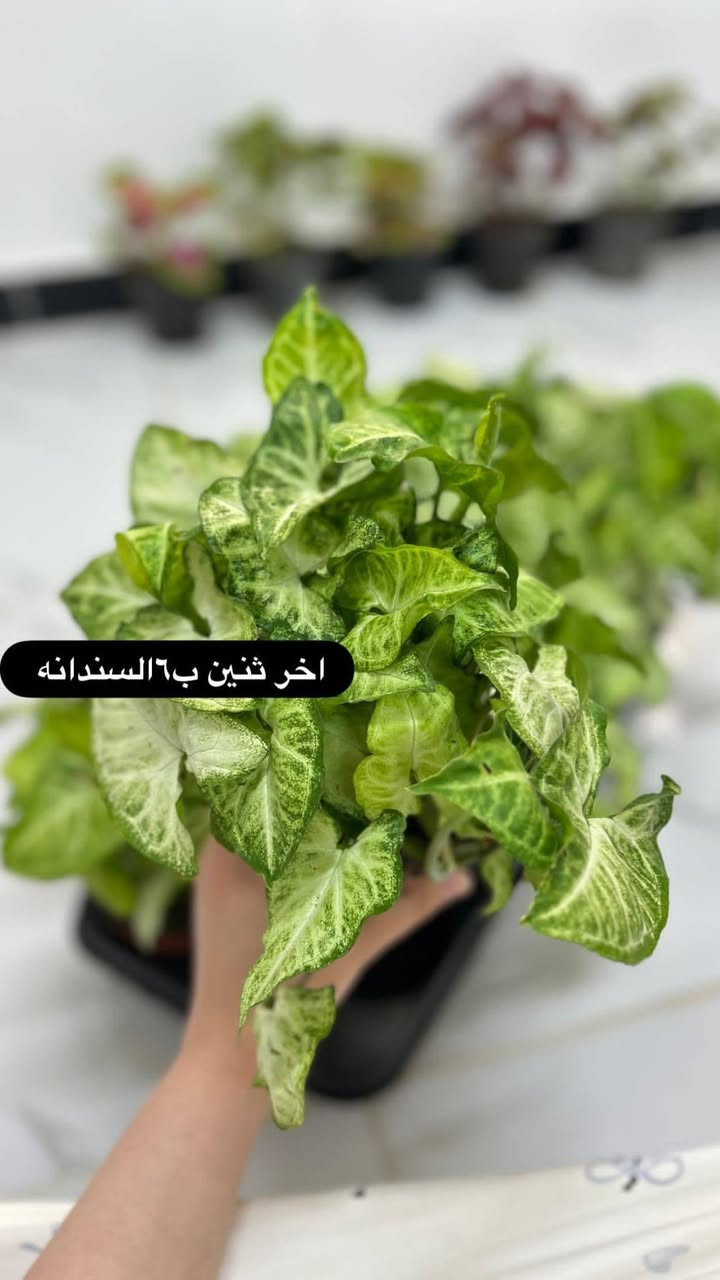 قطع اخيره والاسعار داخل الصور
التوصيل مجاني داخل عنه


**إذا كنت صاحب هذا الإعلان وتريد حذفه لأي سبب، رجاءا أرسل رسالة إلى الدعم الفني**