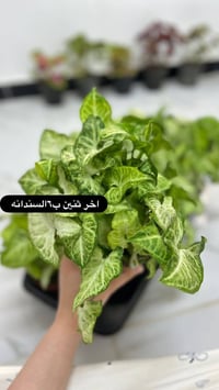 قطع اخيره • الاسعار بالصور • توصيل مجاني