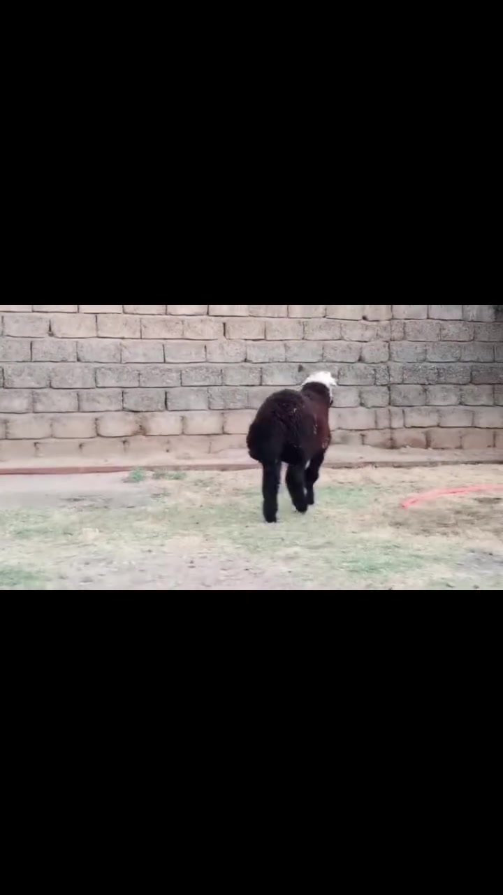 السلام عليكم
جوز خرفان رقم واحد 
جنس رقم واحد يرهمن افحل
مكاني الشرقاط 
***********
