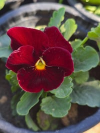 ورود موسمية • ورود دائمة