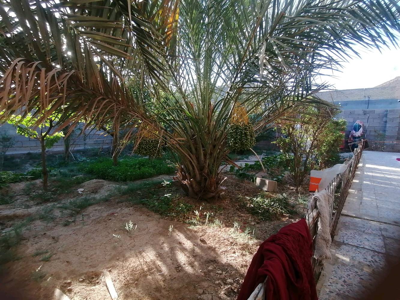 بيت للبيع المساحه ٦٥٠ البناء ٢٦٠ يتكون من ٣غرف ٤في ٥ وديوان ٤ ب٧ واستقبال ٤ب٥ موزع ٤ب٦ مطبخ ٤ب٥ صحيات داخلية وخارجيه وكراج ٥ب٦ حديقه بيها ٦نخلات ٣برحي احمر بريمه ١ وجوزي ١وسايره١ حمالات و١٢سدرة امريكي حمالات البيت مسيج البناء بلوك مع رباط والسقف كونكريت مسلح بالاضافه بيه غرفتين خارجيات غرفة ٥ب٨ وغرفه ٤ب٨سقفهن سندويج السعر ٨٠ مليون العنوان الهوير منطقة الخاص نزلة الهنبوش للعلم التبليط واصل لباب البيت نقال ***********
