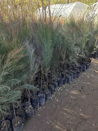 يتوفر اثل كميه اقل شي ١٠ الف شتله وتساب فقط فقط  ٠٧٧٤٠٦٥٤٠٦٨ يتوفر وتس...