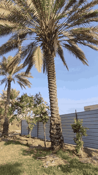 سلام عليكم يوجد كادر تنضيف النخيل بكل نواعه الاتصال ولستفسار ***********
