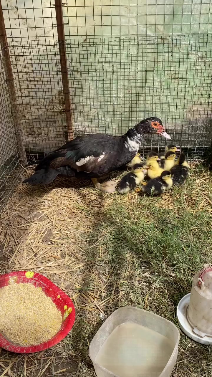 اخوان هاي بشه  مصريه للبيع جواها (8 )افراخ الي يريدها يتصل
***********
