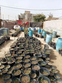 مشتل الحوراء • سبع البور السطعش • اشجار ومستلزمات