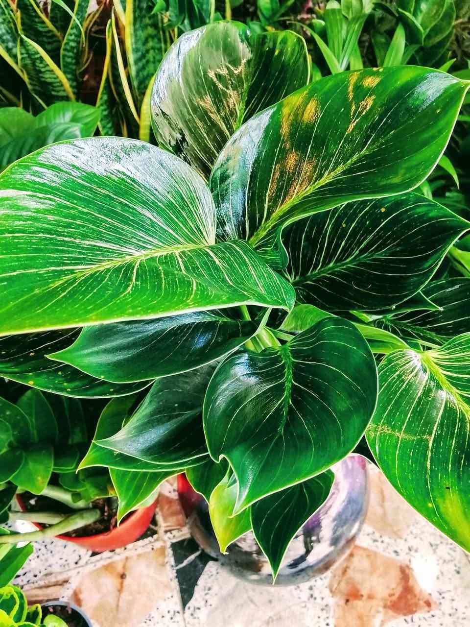 يعلن مشتل تل الورد 🌹🌹🌹
بادارة قصي السلطاني 🌺🌺

عن توفر مجموعة من النباتات والتحفيات والمنشطات 

وإطارات الحدائق والثيل وكل ماتحتاجة الحديقة 

كما موض

بالاضافه إلى توفر تراب مزيج خاص للسنادين 

كما يتوفر مجموعة متنوعة من الأشجار المثمره سننشرها في وقت لاحق مثل التفاح والكرز والجوز والخوخ والمشمش والكوجه وألو ولنك الدنيا وكثير من النباتات لم تنشر ان شاءالله في وقت لاحق سننشرها  كل ماتحتاجه الحديقه متوفر الآن 

بالاضافه إلى كادر عمل متخصص بتاهيئية وترتيب وزراعة الحدائق 

كل ماعليك زيارة مشتل تل الورد 🌹🌹

العنوان بابل المدحتية شارع ربيانه قرب المركز الصحي 

مقابل مدرسة المجتبى الابتدائيه 

للاستفسار فقط وات ساب ع الرقم *********** 

توجد خدمة توصيل 🚕
