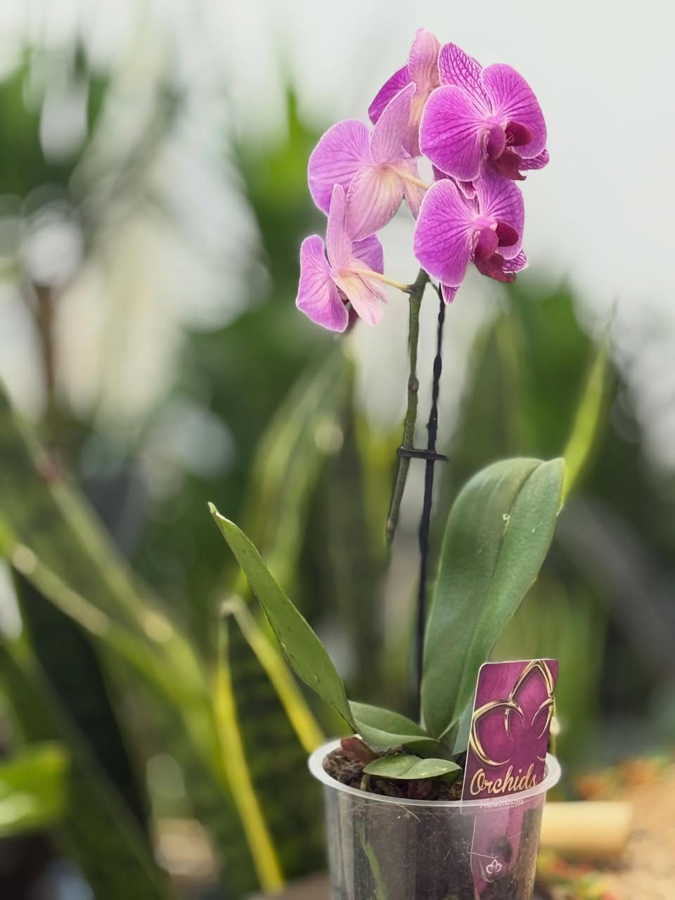 لمحبي النباتات الراقية ✨

وفرنالكم نبتة الأوركيد بألوانها الجميلة وأزهارها المميزة 🌸
نبات داخلي أنيق يضيف هدوء وجمال لأي زاوية بالبيت أو المكتب 🤍

الأوركيد من النباتات المحبة للإضاءة ويتميز بفترة إزهار جميلة مع عناية بسيطة 🌿

💰 السعر : 10 آلاف فقط

📍 الموصل - حي الرفاعي
📞 ***********

🚴‍♀️ تتوفر خدمة التوصيل داخل الموصل ايمن ٣
الأيسر ٤
#اكسبلور_فولو #اكسبلورر #اكسبلور #اكسباور_فلو_لايك #نباتات
