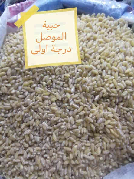 اسعد الله اوقاتكم زبائننا ومتابعينا الكرام واهلا وسهلا بكم
 بعد نفاد الوجبات السابقة وصول وجبة جديدة من
جريش خشن خاص لحامض شلغم
برغل خشن للطبخ
برغل وسط  للتبولة
حبية الموصل درجة اولى
جريش كبة
برغل كبة
يوجد توصيل داخل عنه ١٠٠٠ دينار
للاستفسار الاتصال عالر قم *********** أو الواتس اب
العنوان 🌹الأنبار قضاء عنه قرب المستشفى
