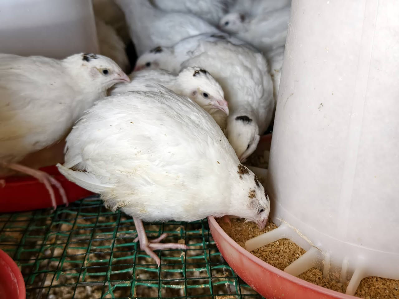 على بركه الله تم وصول وجبه جديده من طائر السمان العمر شهر النوعية تكساس الامريكي الذي يتميز بالوزن المثالي و حجم اكبر في البيض سعر الزوج 4000 المكان ناحية الزاب 
الشراي يخابر ***********
الكمية محدودة
