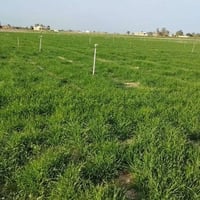 دوانم • حي الطيوب • ماء وكهرباء