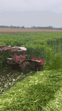 حاصودة 10 حصان تبريد بالماء تشغيل كهربائي 
گاز وليس بنزين 
عرض سچة الحصاد 120 سم 
نوعية ممتازة وأعلى مواصفات 
السعر 2 مليون و550 الف 
 للاستفسار ***********
