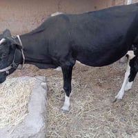 بقرة • هايشة • عجل • عجلة • بقر • ماشية • حيوانات • أبقار للبيع • عجول...