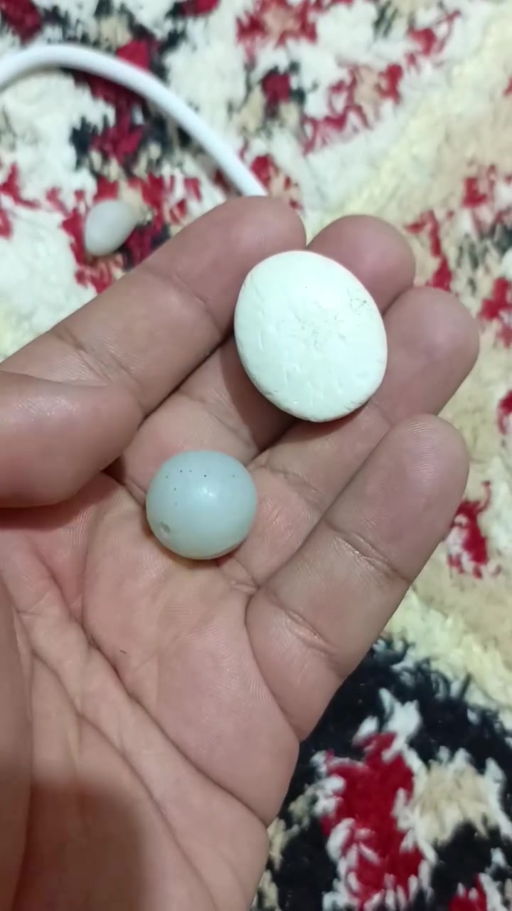 للبيع قيم وخذ


**إذا كنت صاحب هذا الإعلان وتريد حذفه لأي سبب، رجاءا أرسل رسالة إلى الدعم الفني**