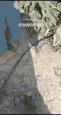 بسم الله الرحمن الرحيم 
افضل الاصناف وانسب الاسعار
تتوفر شتلات من ارقى اصناف التين العالمية ..اسعار المفرد 
تين البراون التركي الاصلي 4 الاف 
تين العبيد السعودي 4 الاف 
تين الفرنسي الاصفر 5 الاف 
تين لونگ دي اوت 8 الاف 
للطلب *********** واتساب ماسنجر 
يوجد توصيل لجميع المحافظات
