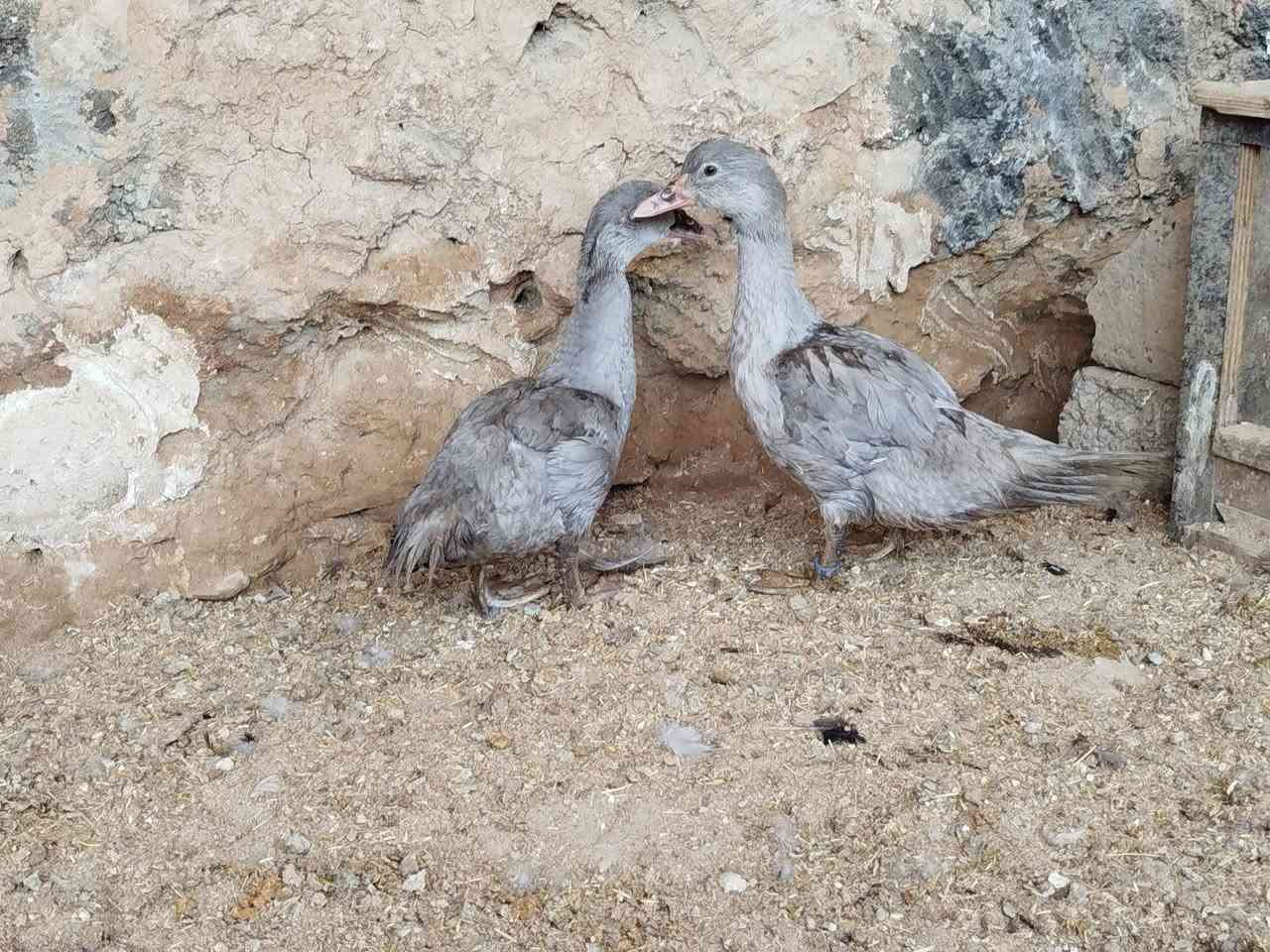 للبيع ***********//***********

