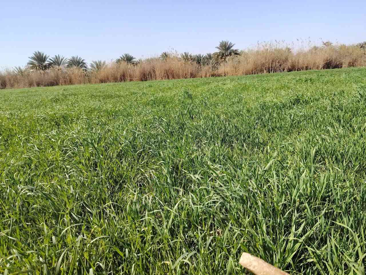 اسلام عليكم جاير للضمان عل شط قريبه على سدر الدغاره /*********** /
