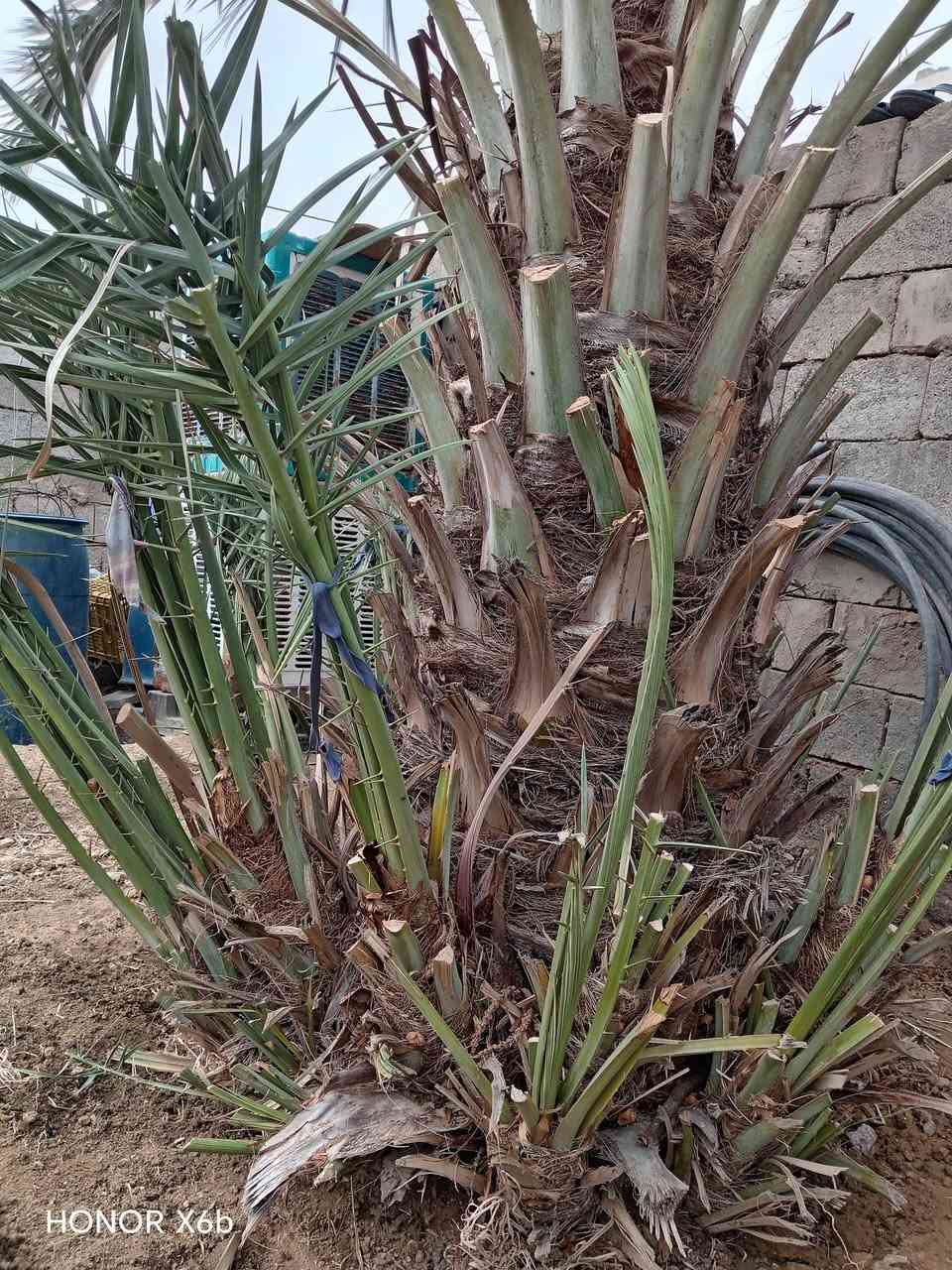 السلام عليكم
تال خيار للبيع السعر 15
لأستفسار على الرقم التالي ***********
