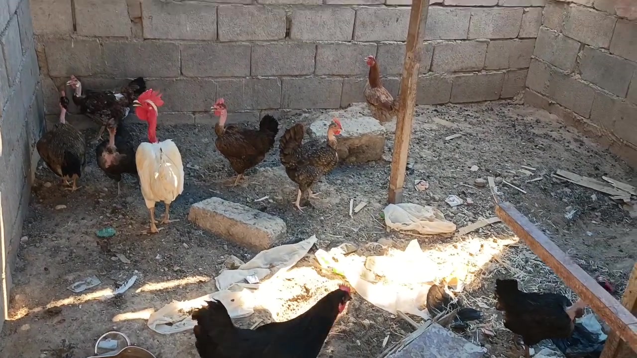 بسبب الوعود الكاذبة تم اعادة النشر  دجاج عربي 8دجاجات وديك  للبيع السعر شلع 130


**إذا كنت صاحب هذا الإعلان وتريد حذفه لأي سبب، رجاءا أرسل رسالة إلى الدعم الفني**