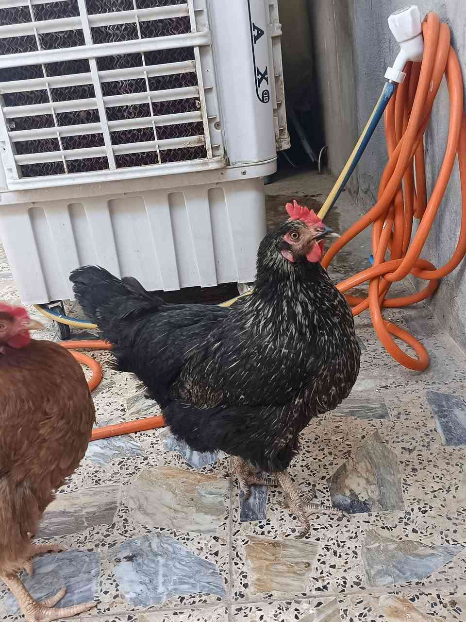 ٤دجاحات وديج للبيع وكلهن بياضات سعرهن ١٠٠


**إذا كنت صاحب هذا الإعلان وتريد حذفه لأي سبب، رجاءا أرسل رسالة إلى الدعم الفني**